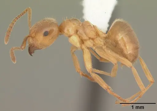Lasius aphidicola specimen CASENT0103993 image casent0103993_3