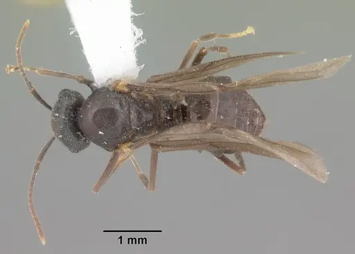 Lasius aphidicola specimen CASENT0103996 image casent0103996_1