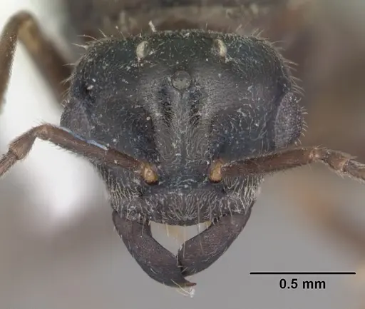 Lasius aphidicola specimen CASENT0103996 image casent0103996_2