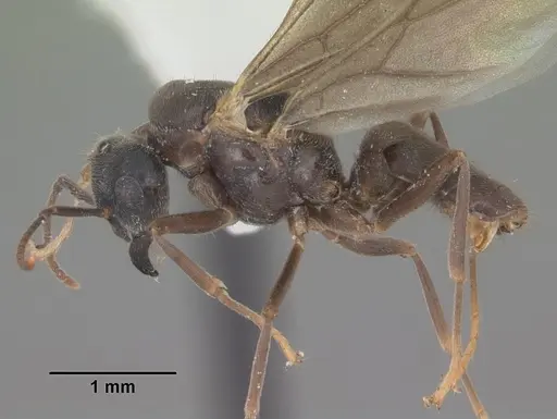 Lasius aphidicola specimen CASENT0103996 image casent0103996_3
