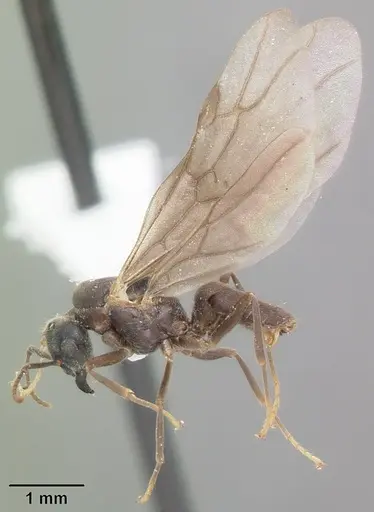 Lasius aphidicola specimen CASENT0103996 image casent0103996_4