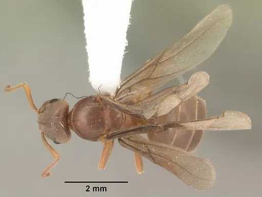 Lasius aphidicola specimen CASENT0103997 image casent0103997_1