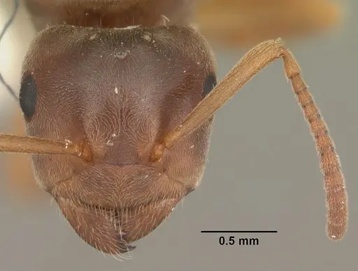 Lasius aphidicola specimen CASENT0103997 image casent0103997_2