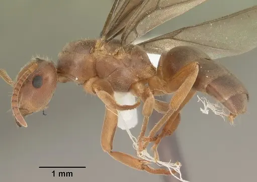 Lasius aphidicola specimen CASENT0103997 image casent0103997_3
