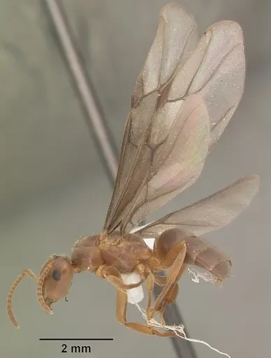 Lasius aphidicola specimen CASENT0103997 image casent0103997_4