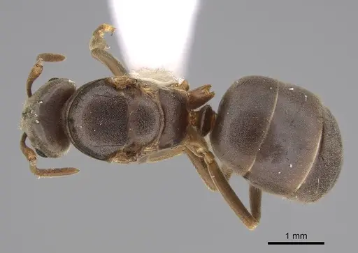 Lasius aphidicola specimen CASENT0221957 image casent0221957_1