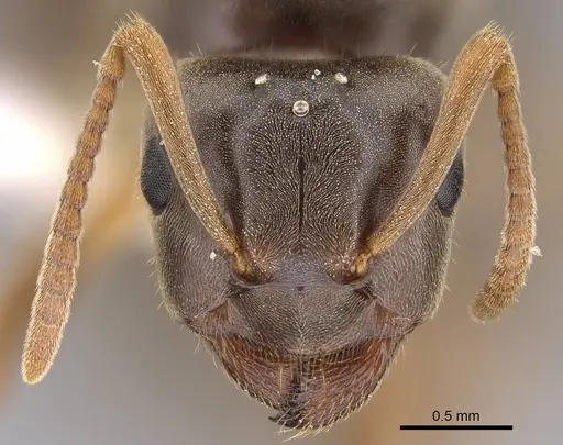 Lasius aphidicola specimen CASENT0221957 image casent0221957_2