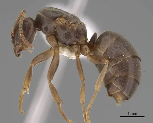 Lasius aphidicola specimen CASENT0221957 image casent0221957_3