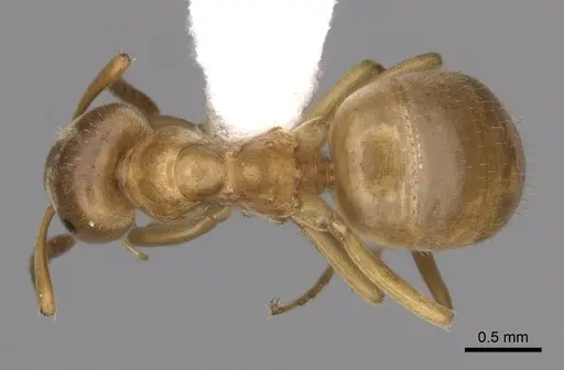 Lasius aphidicola specimen CASENT0280468 image casent0280468_1