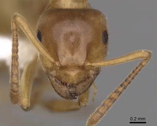 Lasius aphidicola specimen CASENT0280468 image casent0280468_2