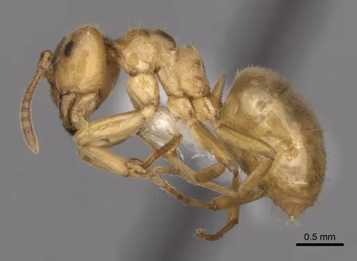 Lasius aphidicola specimen CASENT0280468 image casent0280468_3