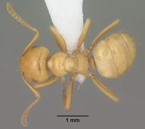Lasius arizonicus specimen CASENT0102769 image casent0102769_1