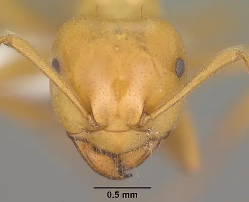 Lasius arizonicus specimen CASENT0102769 image casent0102769_2