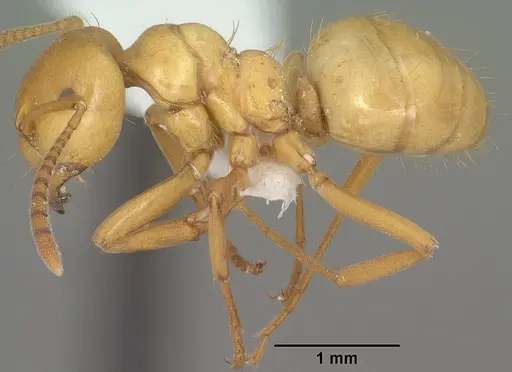 Lasius arizonicus specimen CASENT0102769 image casent0102769_3