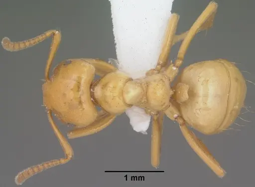 Lasius arizonicus specimen CASENT0102773 image casent0102773_1