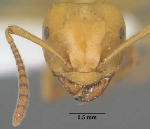 Lasius arizonicus specimen CASENT0102773 image casent0102773_2