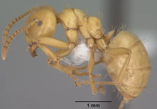Lasius arizonicus specimen CASENT0102773 image casent0102773_3