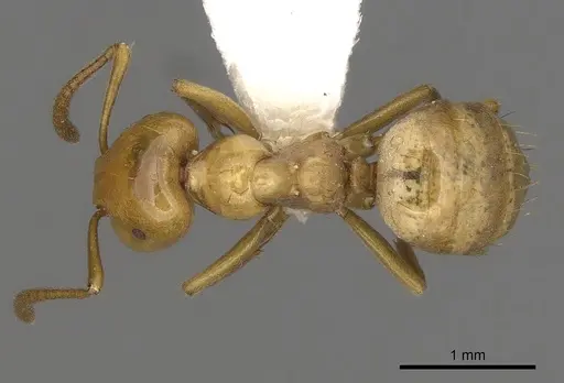 Lasius arizonicus specimen CASENT0280431 image casent0280431_1