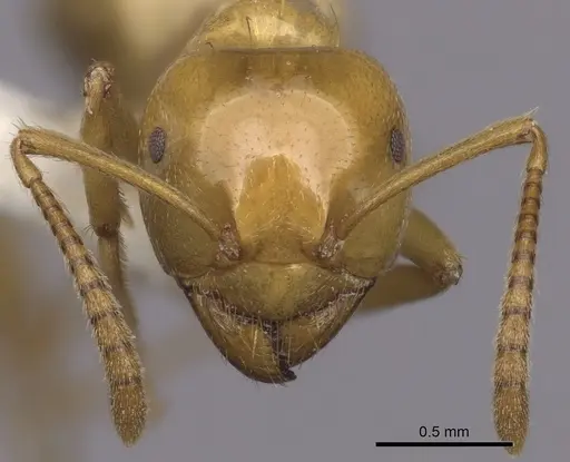 Lasius arizonicus specimen CASENT0280431 image casent0280431_2