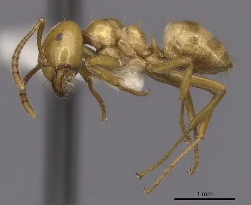 Lasius arizonicus specimen CASENT0280431 image casent0280431_3