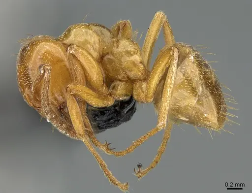 Lasius arizonicus specimen CASENT0349054 image casent0349054_1