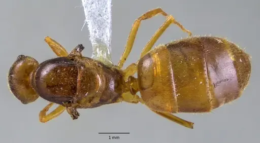Lasius atopus specimen ANTWEB1060172 image antweb1060172_1