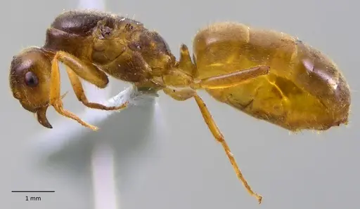 Lasius atopus specimen ANTWEB1060172 image antweb1060172_5