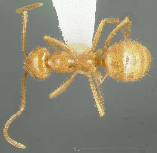 Lasius atopus specimen CASENT0005442 image casent0005442_1