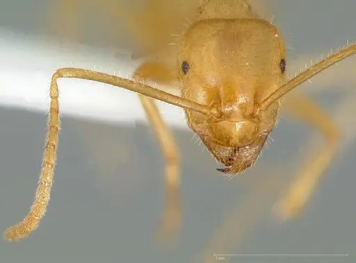 Lasius atopus specimen CASENT0005442 image casent0005442_2