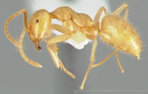Lasius atopus specimen CASENT0005442 image casent0005442_3