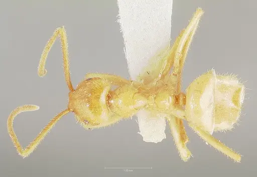 Lasius atopus specimen CASENT0005929 image casent0005929_1