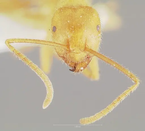 Lasius atopus specimen CASENT0005929 image casent0005929_2
