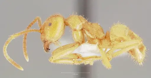 Lasius atopus specimen CASENT0005929 image casent0005929_3