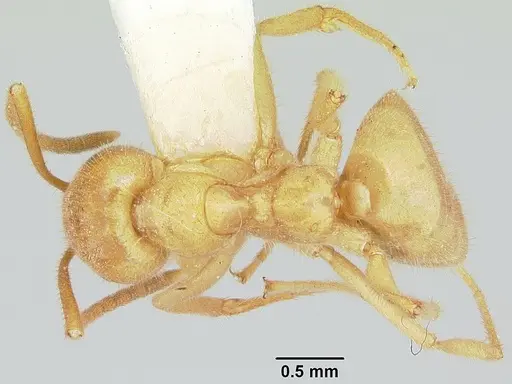 Lasius atopus specimen CASENT0103118 image casent0103118_1