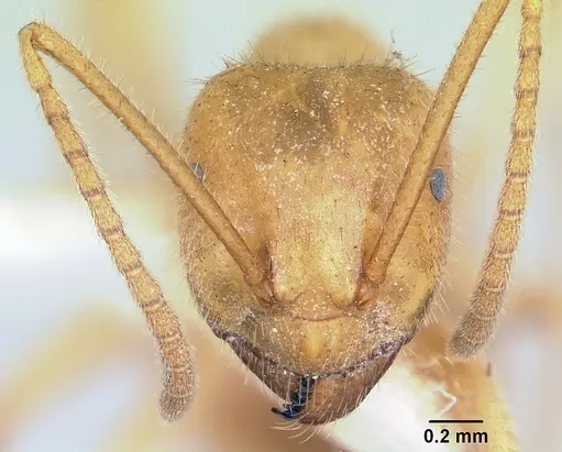 Lasius atopus specimen CASENT0103118 image casent0103118_2