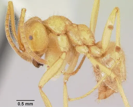 Lasius atopus specimen CASENT0103118 image casent0103118_3