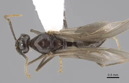 Lasius atopus specimen EMEC1133813 image emec1133813_1