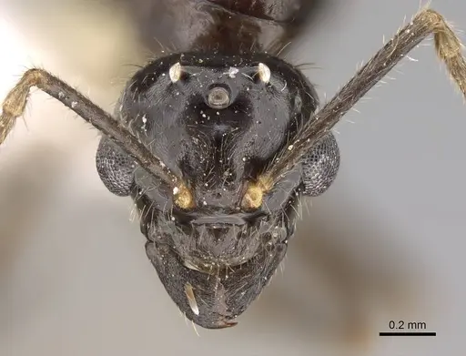 Lasius atopus specimen EMEC1133813 image emec1133813_2