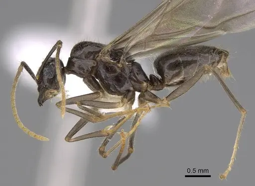Lasius atopus specimen EMEC1133813 image emec1133813_3