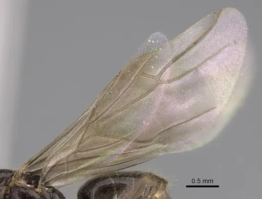 Lasius atopus specimen EMEC1133813 image emec1133813_4