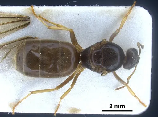 Lasius austriacus specimen ANTWEB1041265 image antweb1041265_1