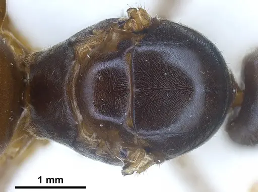 Lasius austriacus specimen ANTWEB1041265 image antweb1041265_2