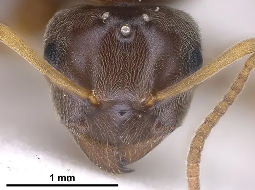 Lasius austriacus specimen ANTWEB1041265 image antweb1041265_3