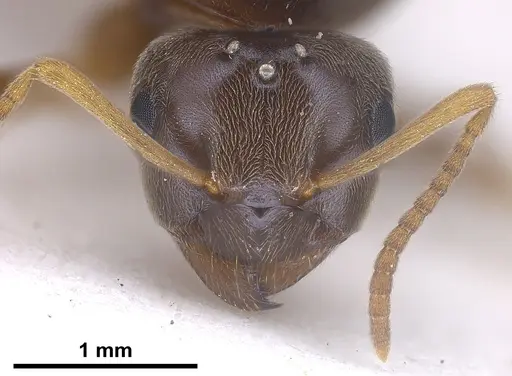 Lasius austriacus specimen ANTWEB1041265 image antweb1041265_4