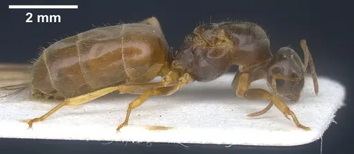 Lasius austriacus specimen ANTWEB1041265 image antweb1041265_5