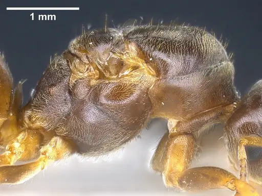 Lasius austriacus specimen ANTWEB1041265 image antweb1041265_6