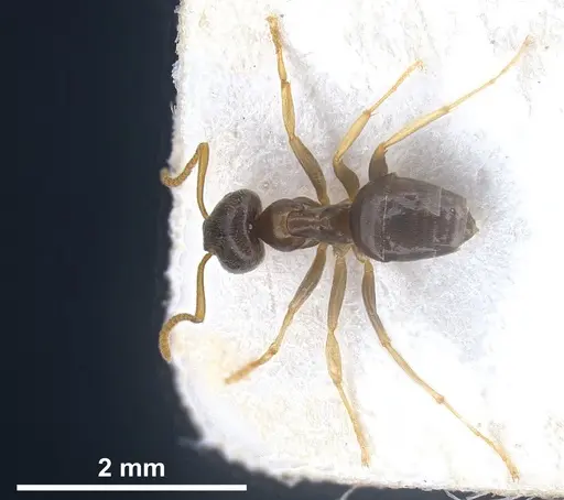 Lasius austriacus specimen ANTWEB1041266 image antweb1041266_1