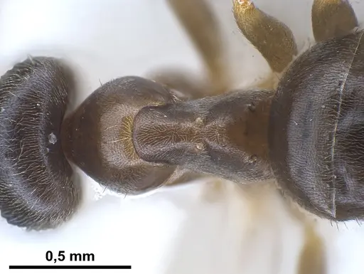Lasius austriacus specimen ANTWEB1041266 image antweb1041266_2
