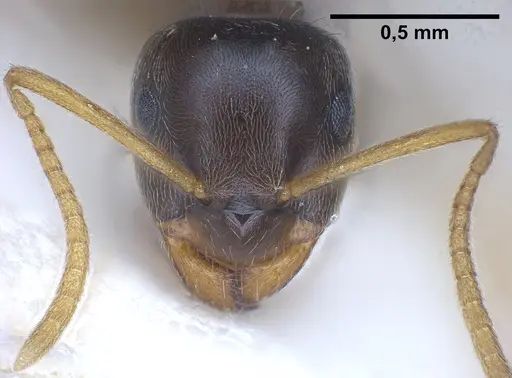 Lasius austriacus specimen ANTWEB1041266 image antweb1041266_3