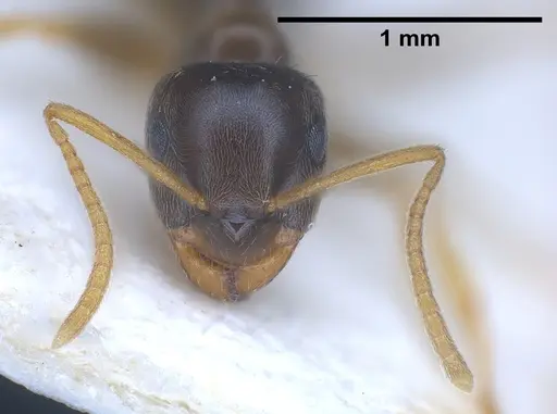 Lasius austriacus specimen ANTWEB1041266 image antweb1041266_4